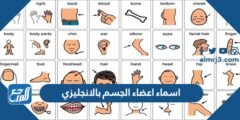 اسماء اعضاء الجسم بالانجليزي والعربي بالصور والترجمة 2025 2 اسماء اعضاء الجسم بالانجليزي والعربي بالصور والترجمة