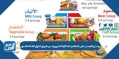 يحصل الجسم على العناصر الغذائية الضرورية عن طريق تناول الغذاء المنوع 2025 1 يحصل الجسم على العناصر الغذائية الضرورية عن طريق تناول الغذاء المنوع