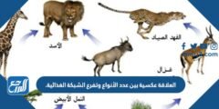 العلاقة عكسية بين عدد الأنواع وتفرع الشبكة الغذائية. 2025 3 العلاقة عكسية بين عدد الأنواع وتفرع الشبكة الغذائية.