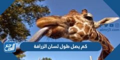 كم يصل طول لسان الزرافة 2025 1 كم يصل طول لسان الزرافة