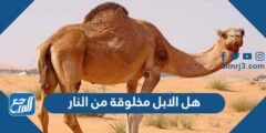 هل الابل مخلوقة من النار 2025 3 هل الابل مخلوقة من النار