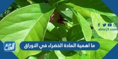 ما اهمية المادة الخضراء في الاوراق