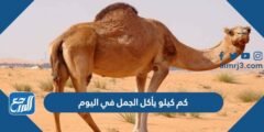 كم كيلو يأكل الجمل في اليوم