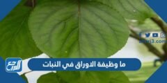 ما وظيفة الاوراق في النبات