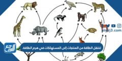 تنتقل الطاقة من المنتجات إلى المستهلكات في هرم الطاقة. 2025 3 تنتقل الطاقة من المنتجات إلى المستهلكات في هرم الطاقة.