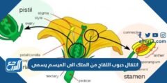 انتقال حبوب اللقاح من المتك الى الميسم يسمى