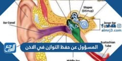 المسؤول عن حفظ التوازن في الاذن 2025 2 المسؤول عن حفظ التوازن في الاذن