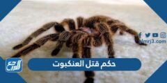 حكم قتل العنكبوت ، هل يجوز لنا قتل العنكبوت في البيت 2025 2 حكم قتل العنكبوت