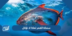 سمكة القمر لماذا لا تؤكل 2025 1 سمكة القمر لماذا لا تؤكل
