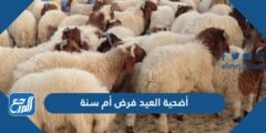 أضحية العيد فرض أم سنة