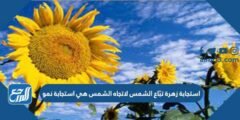 استجابة زهرة تبّاع الشمس لاتجاه الشمس هي استجابة نمو. 2025 2 استجابة زهرة تبّاع الشمس لاتجاه الشمس هي استجابة نمو.