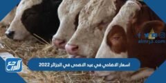 اسعار الاضاحي في عيد الاضحى في الجزائر 2025 واماكن بيعها 2025 3 اسعار الاضاحي في عيد الاضحى في الجزائر 2022 واماكن بيعها