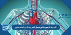 الأوعية الدموية التي تحمل الدم بعيدًا عن القلب هي 2025 2 الأوعية الدموية التي تحمل الدم بعيدًا عن القلب هي