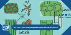 الخلايا البرنشيمية parenchyma cells خلايا رقيقة الجدران صواب خطأ 2025 1 الخلايا البرنشيمية parenchyma cells خلايا رقيقة الجدران صواب خطأ