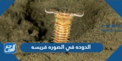 الدوده في الصوره فريسه - موقع المرجع