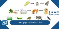 الشبكة الغذائية نموذج يصف - 2025 2 الشبكة الغذائية نموذج يصف - موقع المرجع