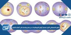 الطور الانفصالي الأول تنفصل أزواج الكروماتيدات عن بعض،وتتحرك إلى أطراف الخلية. 2025 1 الطور الانفصالي الأول تنفصل أزواج الكروماتيدات عن بعض،وتتحرك إلى أطراف الخلية.