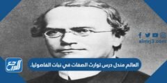 العالم مندل درس توارث الصفات في نبات الفاصوليا. 2025 2 العالم مندل درس توارث الصفات في نبات الفاصوليا.