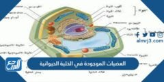 العضيات الموجودة في الخلية الحيوانية 2025 2 العضيات الموجودة في الخلية الحيوانية
