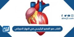 القلب هو العضو الرئيسي في الجهاز الدوراني