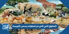 المخلوق الحي الذي تم اصطياده يسمى الفريسة 2025 2 المخلوق الحي الذي تم اصطياده يسمى الفريسة