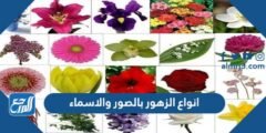 انواع الزهور بالصور والاسماء - 2025 3 انواع الزهور بالصور والاسماء - موقع المرجع