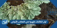 اول الكائنات ظهروا في التعاقب الأولي 2025 1 اول الكائنات ظهروا في التعاقب الأولي