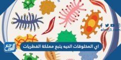 اي المخلوقات الحيه يتبع مملكة الفطريات 2025 1 اي المخلوقات الحيه يتبع مملكة الفطريات