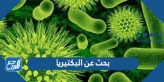 بحث عن البكتيريا كامل - 2025 2 بحث عن البكتيريا كامل - موقع المرجع