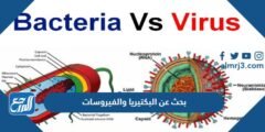 بحث عن البكتيريا والفيروسات كامل 2025 2 بحث عن البكتيريا والفيروسات كامل