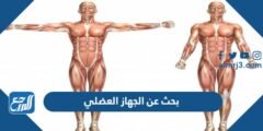 بحث عن الجهاز العضلي pdf مع المراجع 2025 2 بحث عن الجهاز العضلي pdf مع المراجع