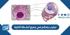 تركيب يتحكم في جميع انشطة الخلية 2025 3 تركيب يتحكم في جميع انشطة الخلية