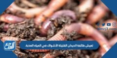 تعيش طائفة الديدان القليلة الأشواك في المياه العذبة. 2025 3 تعيش طائفة الديدان القليلة الأشواك في المياه العذبة.