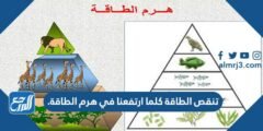 تنقص الطاقة كلما ارتفعنا في هرم الطاقة. 2025 1 تنقص الطاقة كلما ارتفعنا في هرم الطاقة.