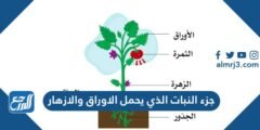 جزء النبات الذي يحمل الاوراق والازهار 2025 3 جزء النبات الذي يحمل الاوراق والازهار