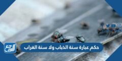 حكم عبارة سنة الذباب ولا سنة الغراب 2025 2 حكم عبارة سنة الذباب ولا سنة الغراب
