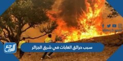سبب حرائق الغابات في شرق الجزائر 2025 2 سبب حرائق الغابات في شرق الجزائر 2022
