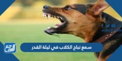 سمع نباح الكلاب في ليلة القدر 2025 2 سمع نباح الكلاب في ليلة القدر