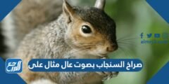 صراخ السنجاب بصوت عال مثال على