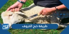 طريقة ذبح الخروف في الإسلام وسلخه وتنظيفه بالتفصيل