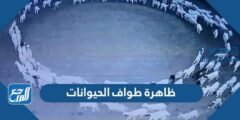 معلومات عن ظاهرة طواف الحيوانات 2025 2 معلومات عن ظاهرة طواف الحيوانات