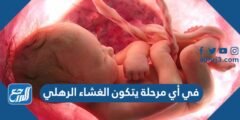 في أي مرحلة يتكون الغشاء الرهلي 2025 3 في أي مرحلة يتكون الغشاء الرهلي