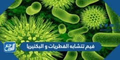 فيم تتشابه الفطريات و البكتيريا