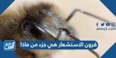 قرون الاستشعار هي جزء من ماذا 2025 1 قرون الاستشعار هي جزء من ماذا