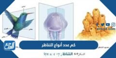 كم عدد أنواع التناظر - 2025 3 كم عدد أنواع التناظر - موقع المرجع