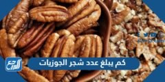 كم يبلغ عدد شجر الجوزيات