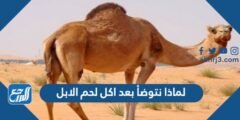 لماذا نتوضأ بعد اكل لحم الابل 2025 1 لماذا نتوضأ بعد اكل لحم الابل