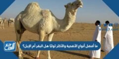 ما أفضل أنواع الأضحية والأكثر ثوابًا هل البقر أم الإبل؟ 2025 3 ما أفضل أنواع الأضحية والأكثر ثوابًا هل البقر أم الإبل؟