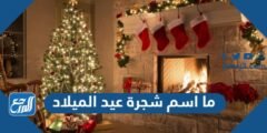 ما اسم شجرة عيد الميلاد ولماذا يتم تزيينها 2025 1 ما اسم شجرة عيد الميلاد ولماذا يتم تزيينها