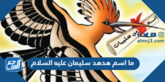 ما اسم هدهد سليمان عليه السلام 2025 2 ما اسم هدهد سليمان عليه السلام